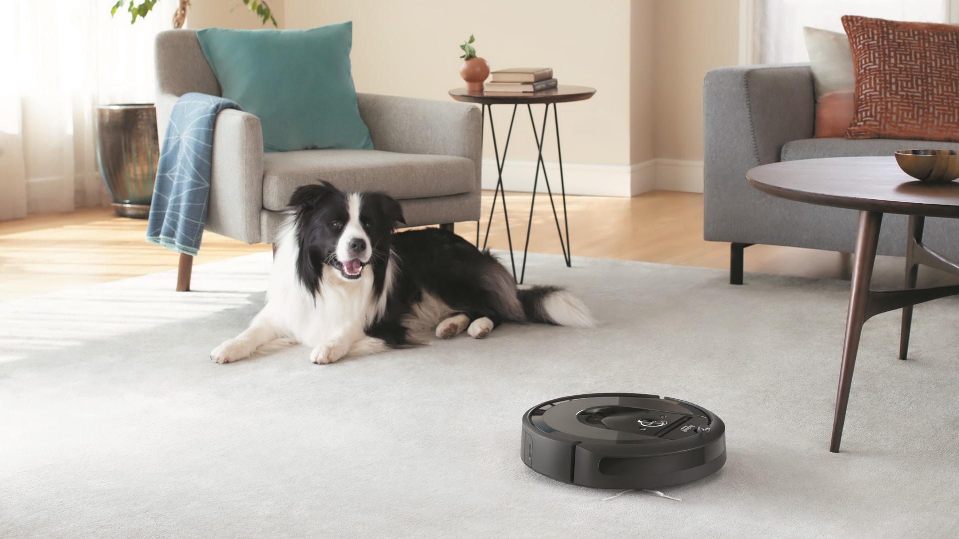 iRobot Roomba Vacuum Dog na sala de estar