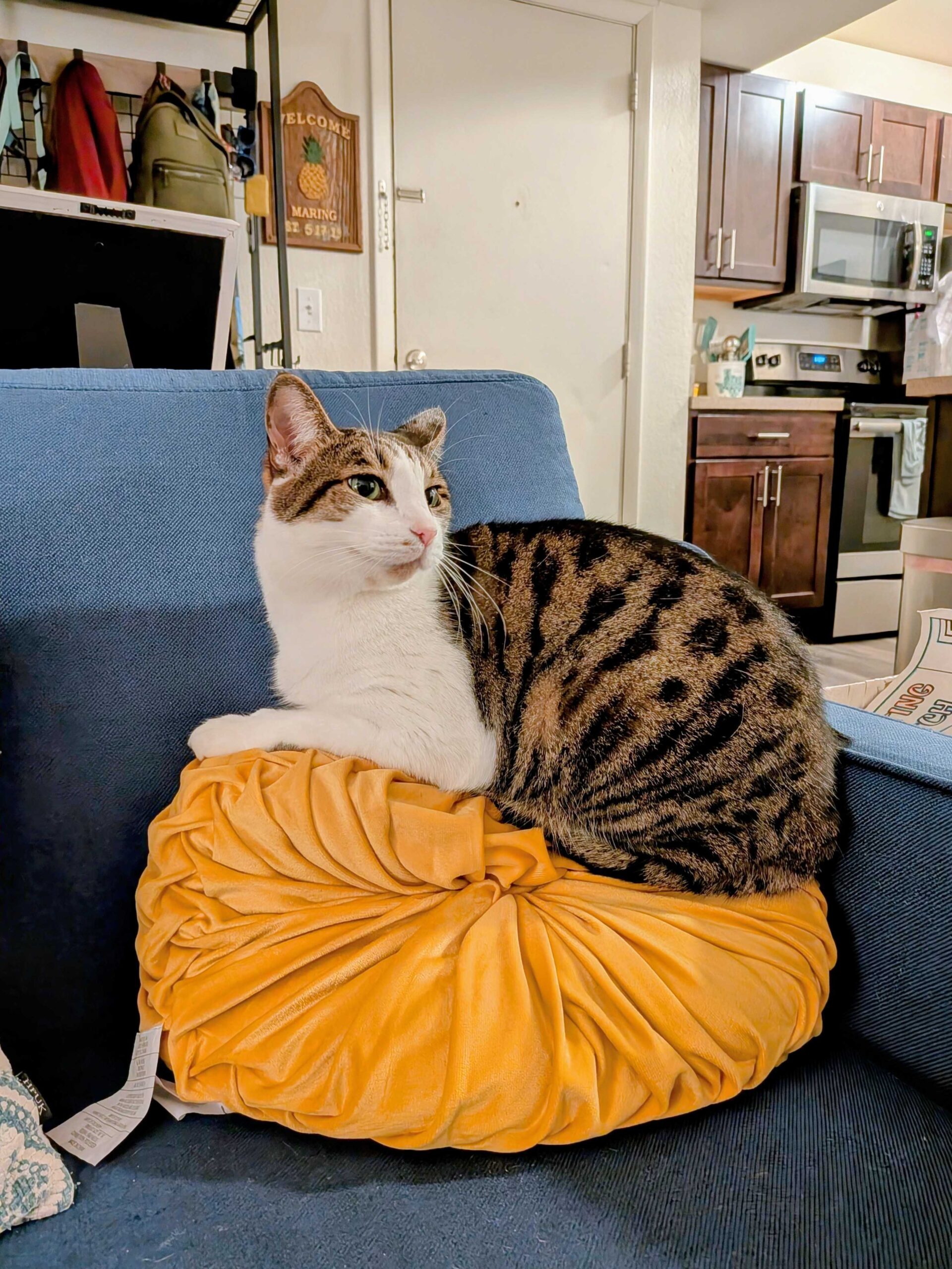 Uma foto de um gato sentado em um travesseiro amarelo, editado com a opção aprimorada da rápida edição.