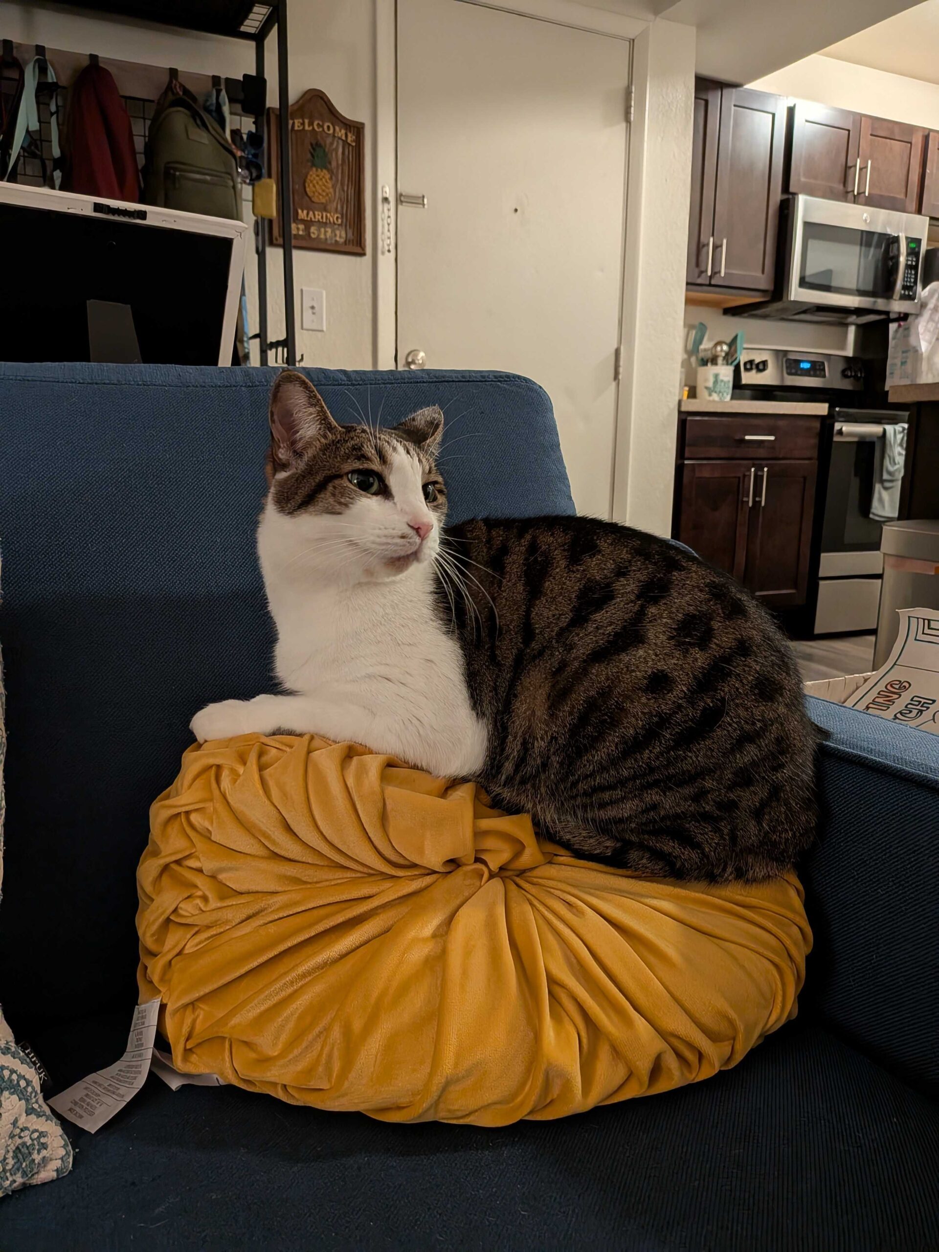 Uma foto de um gato sentado em um travesseiro amarelo, sem edições.