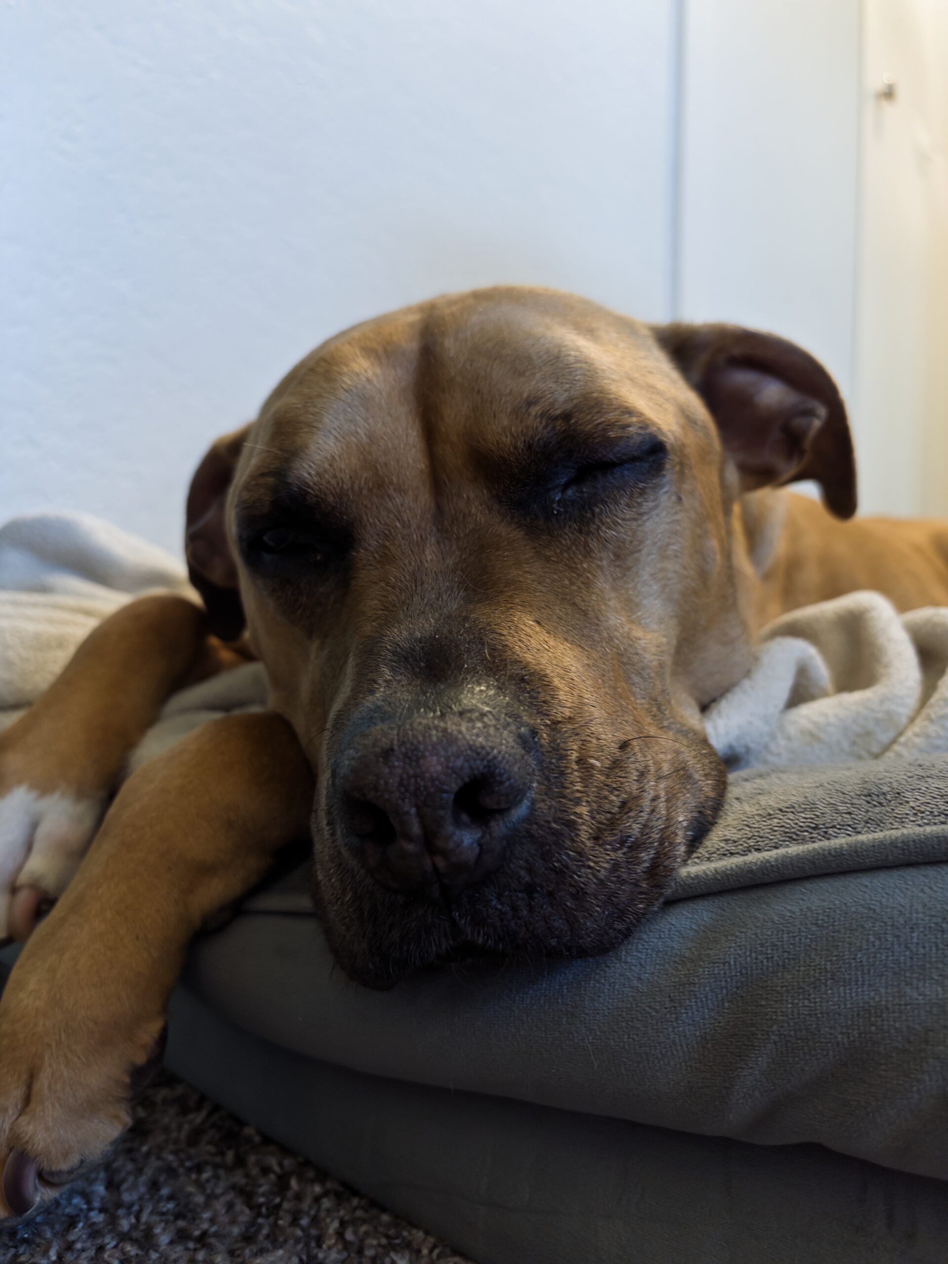 Foto de um cachorro, tirado com o aplicativo Indigo Camera.