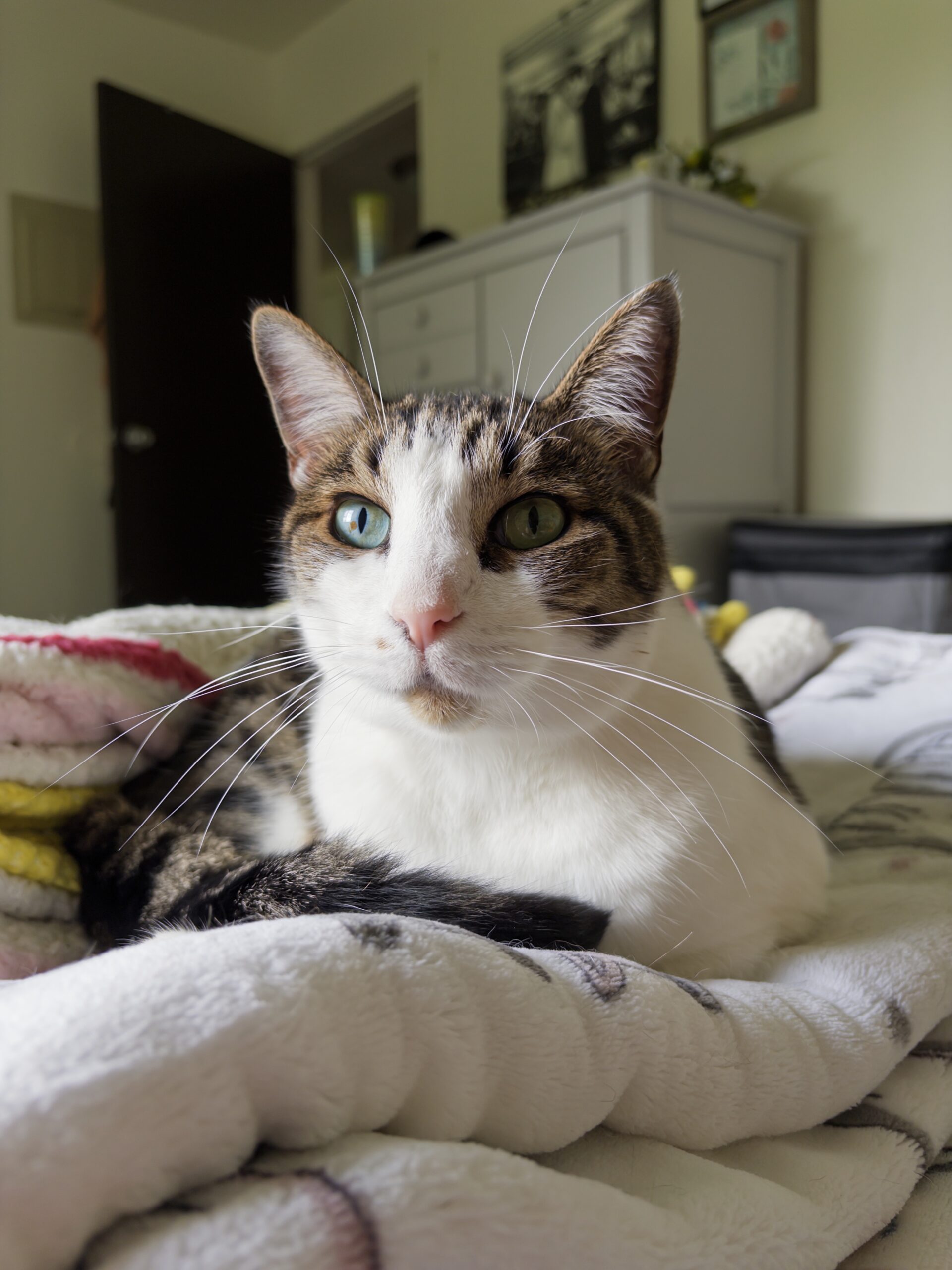 Foto de um gato, tirado com o aplicativo Indigo.