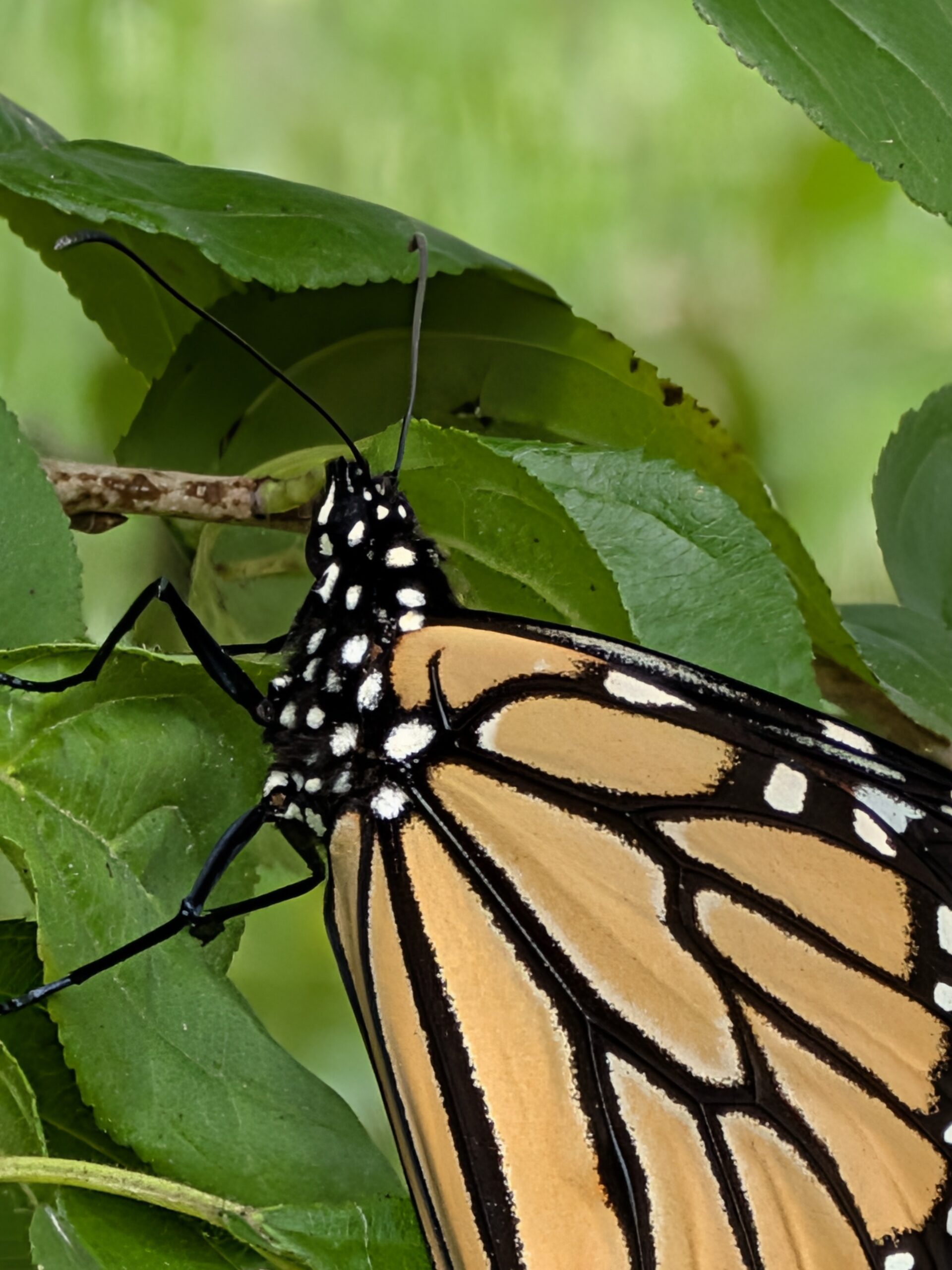 Foto de uma borboleta, tirada com o Google Pixel 10.