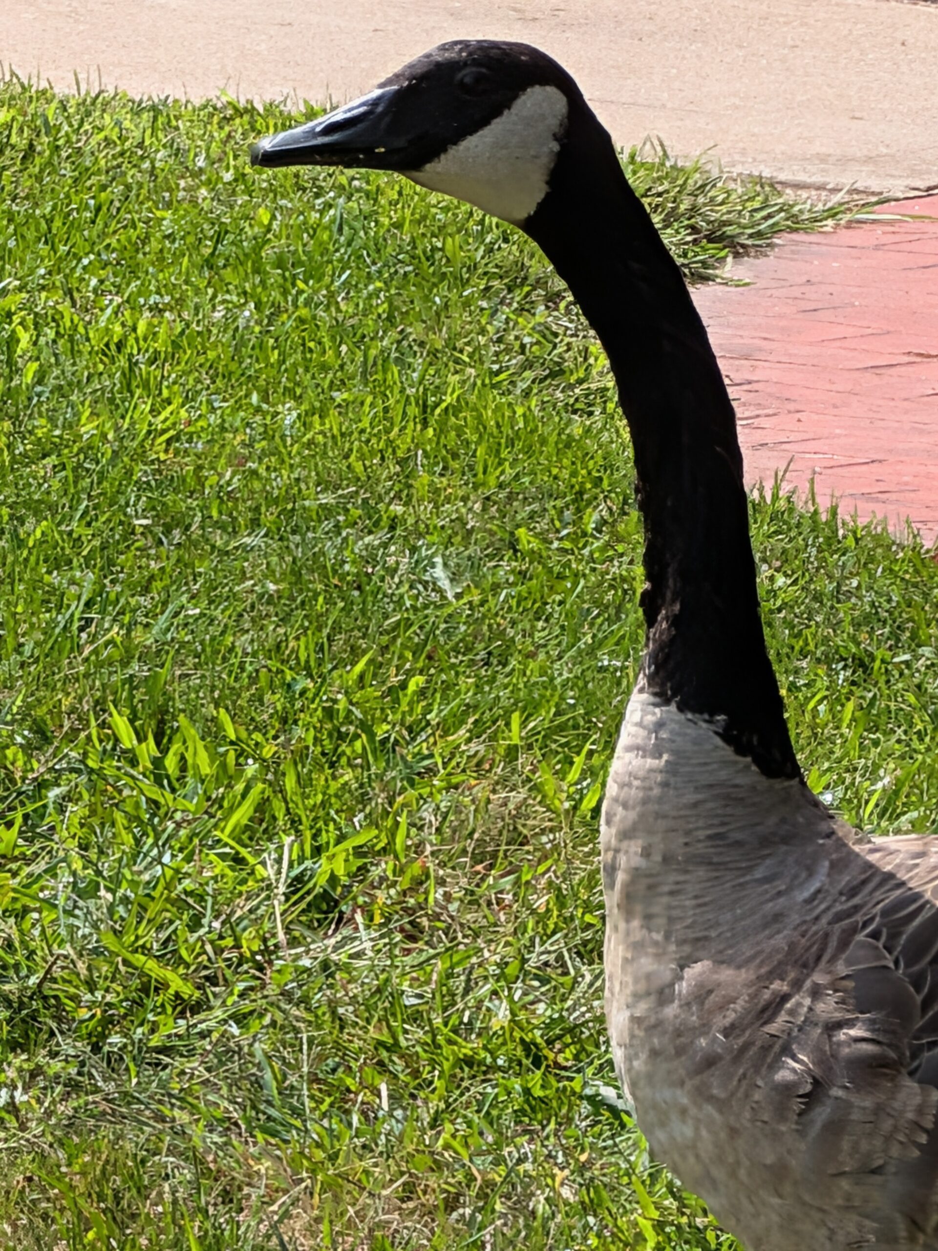 Uma foto de um ganso, tirado com o Google Pixel 10.