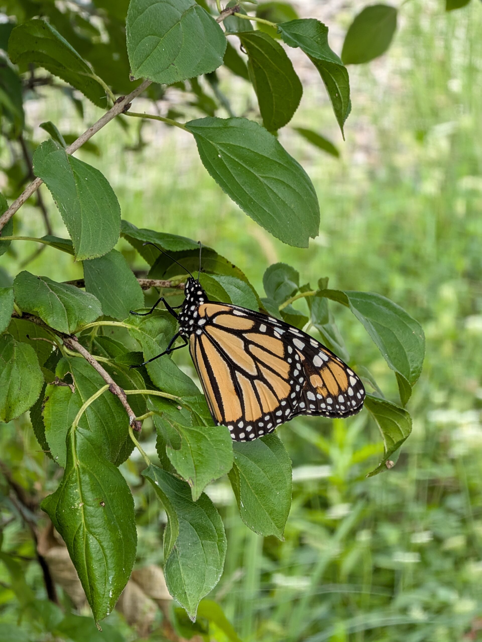 Foto de uma borboleta, tirada com o Google Pixel 10.