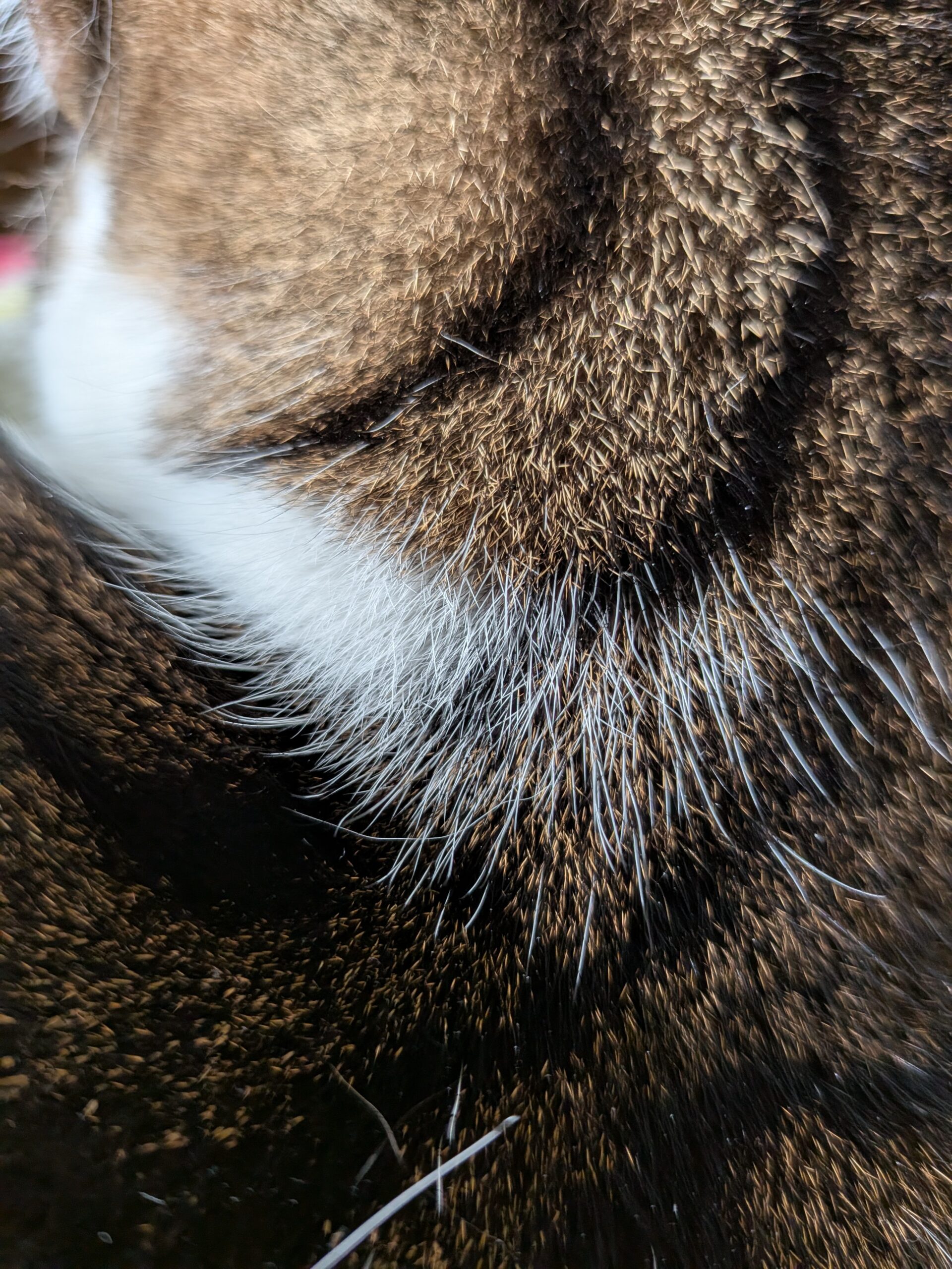 Um foco macro do pêlo de um gato, tirado com o Google Pixel 10.