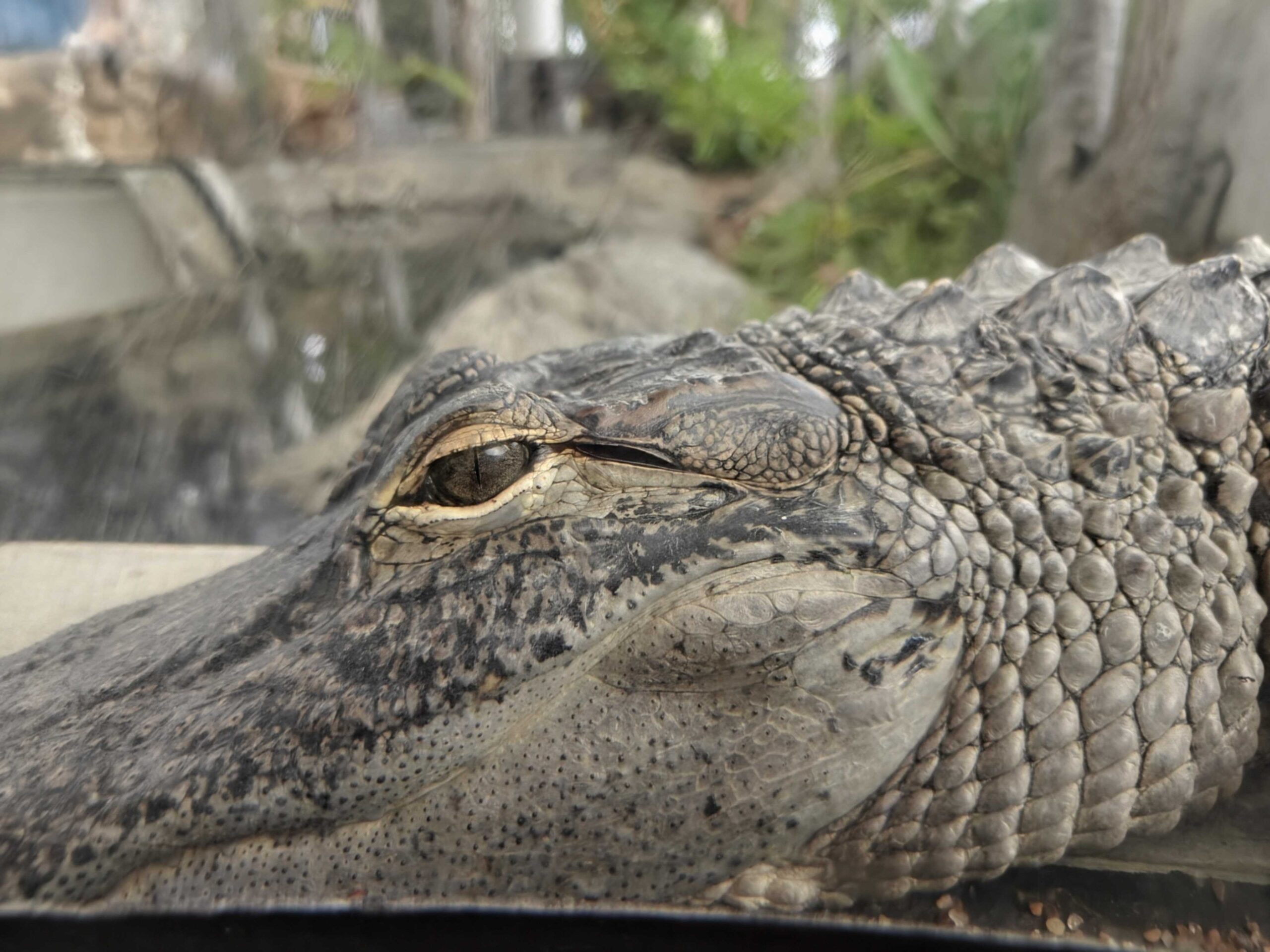 Uma foto de um jacaré, usando me ajude a editar para remover o vidro sujo que estava na frente dele.