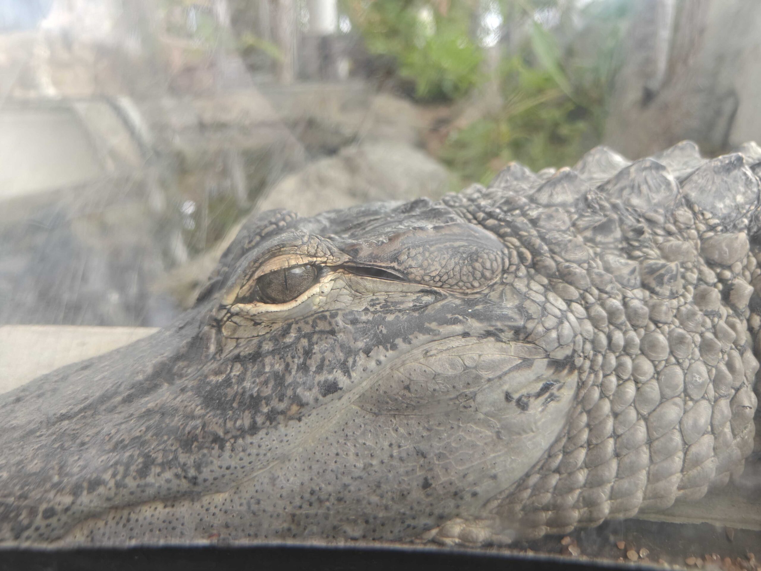 Uma foto de um jacaré com vidro sujo na frente dele.