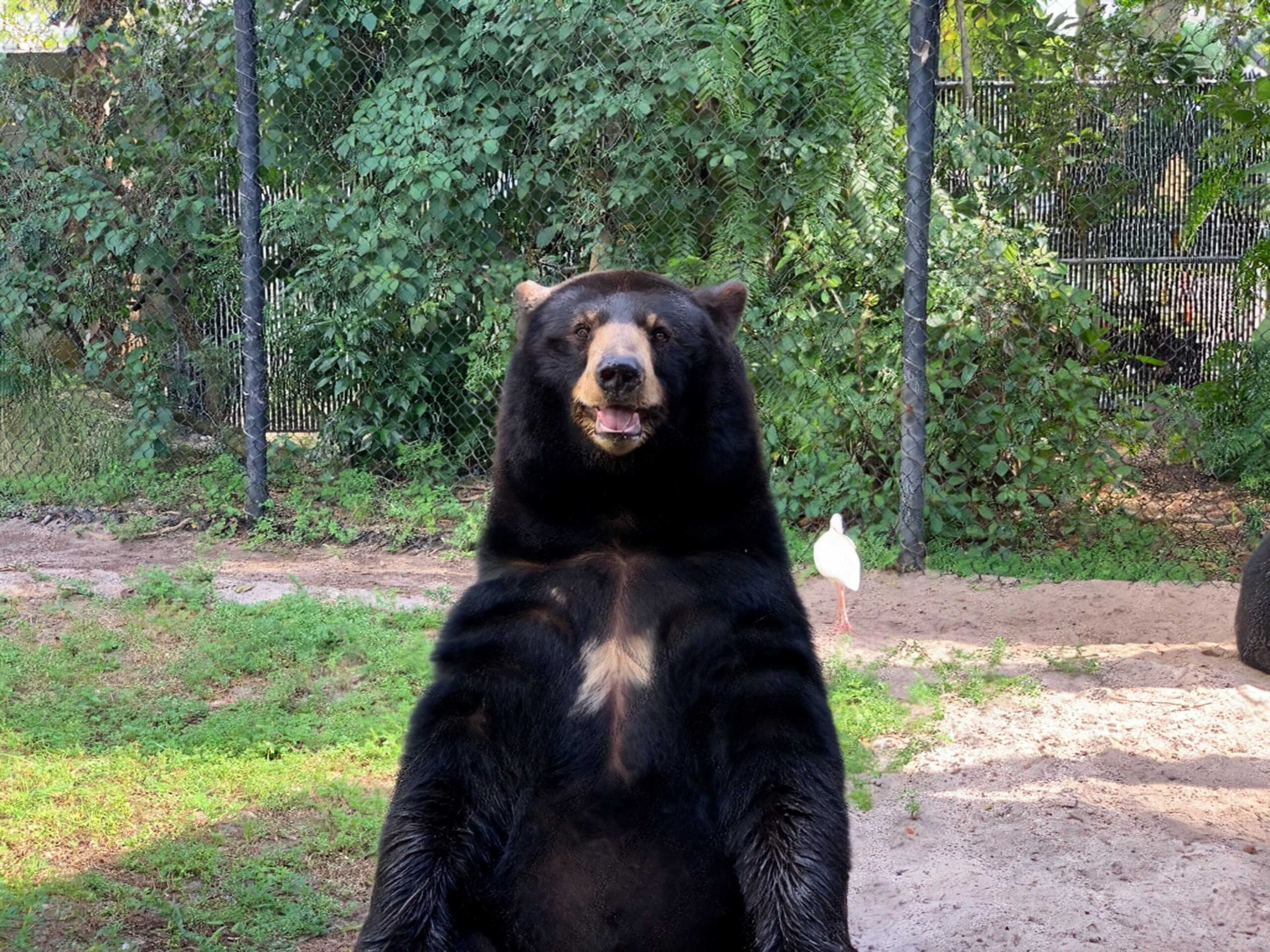 Uma foto de um urso com uma cerca removida usando me ajuda a editar.