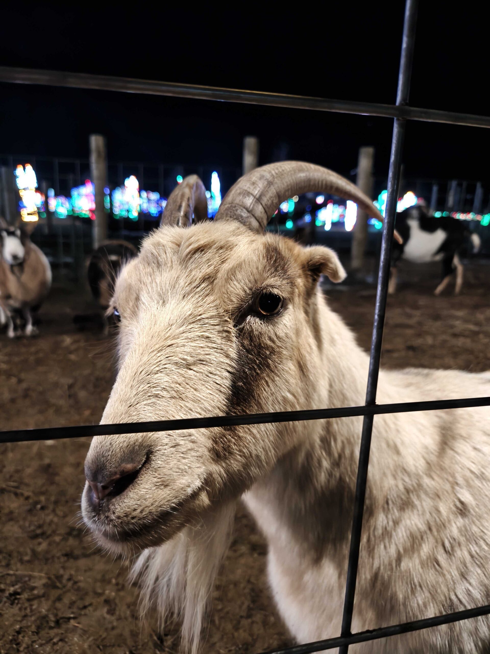 Uma foto de uma cabra com uma cerca na frente dela.