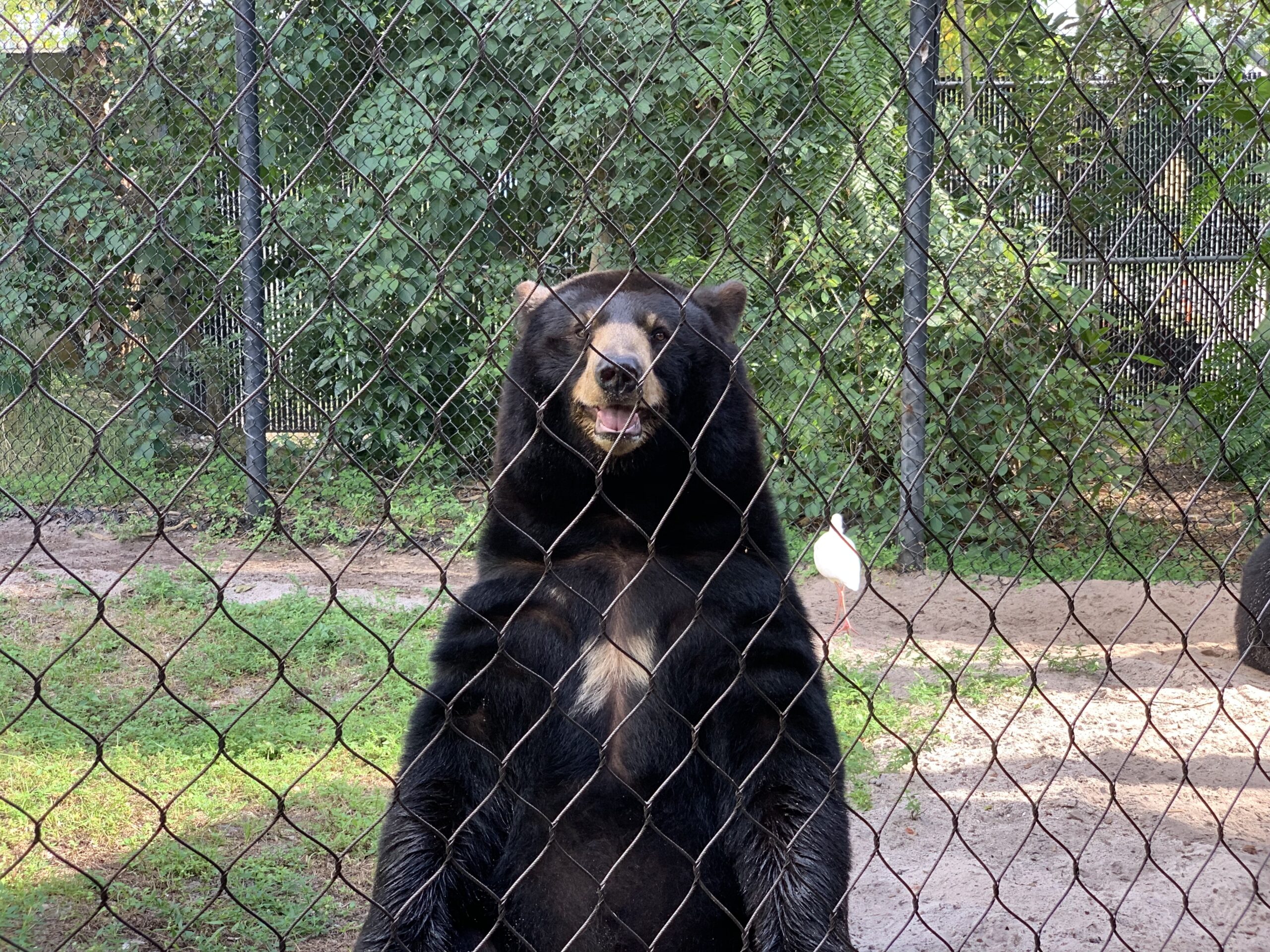 Uma foto de um urso com uma cerca na frente dela.
