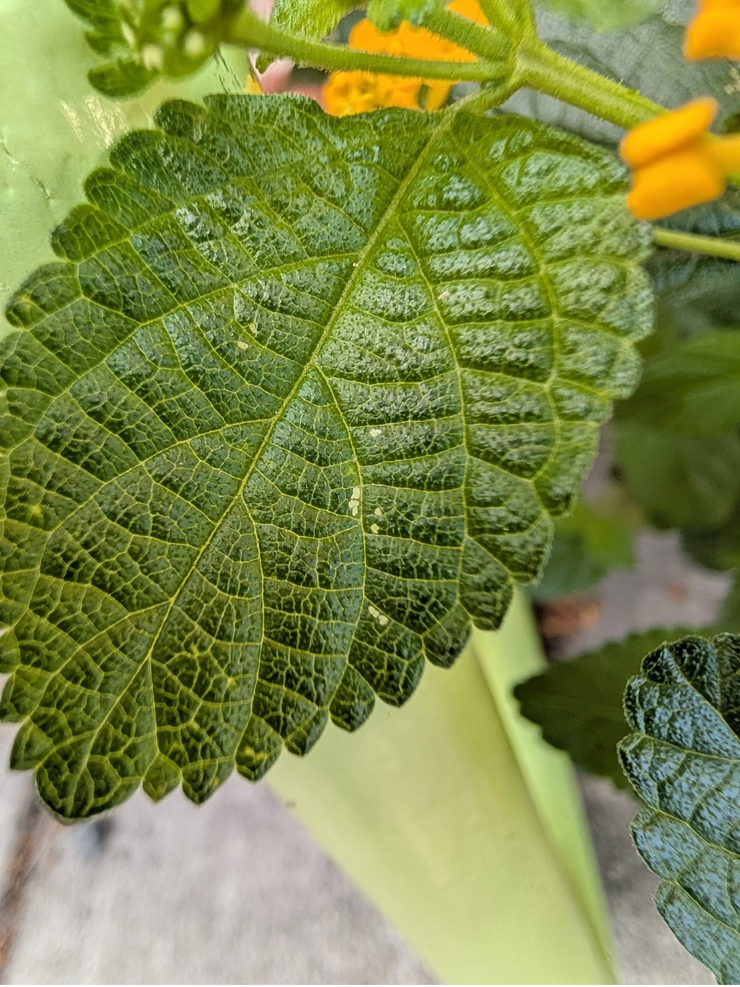 Folha macro do Pixel 10 Pro