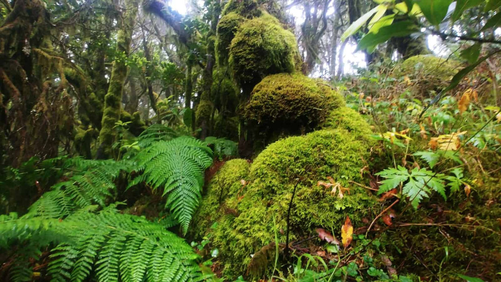Floresta no Parque Nacional Garajonay em La Gomera, Espanha.