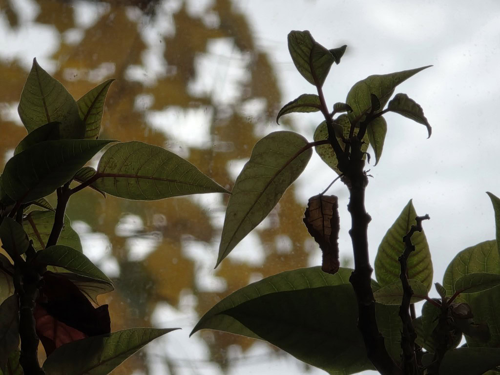 Galaxy S25 Ultra não deixa protetor de lente