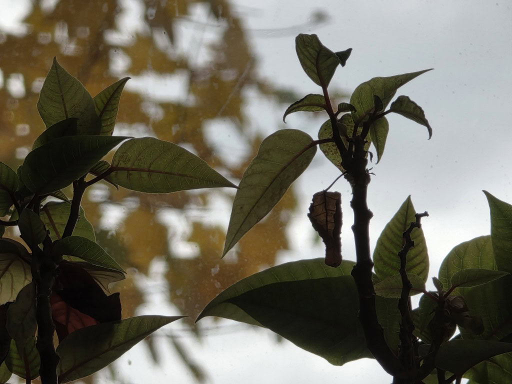 Galaxy S25 Ultra deixa protetor de lente premium