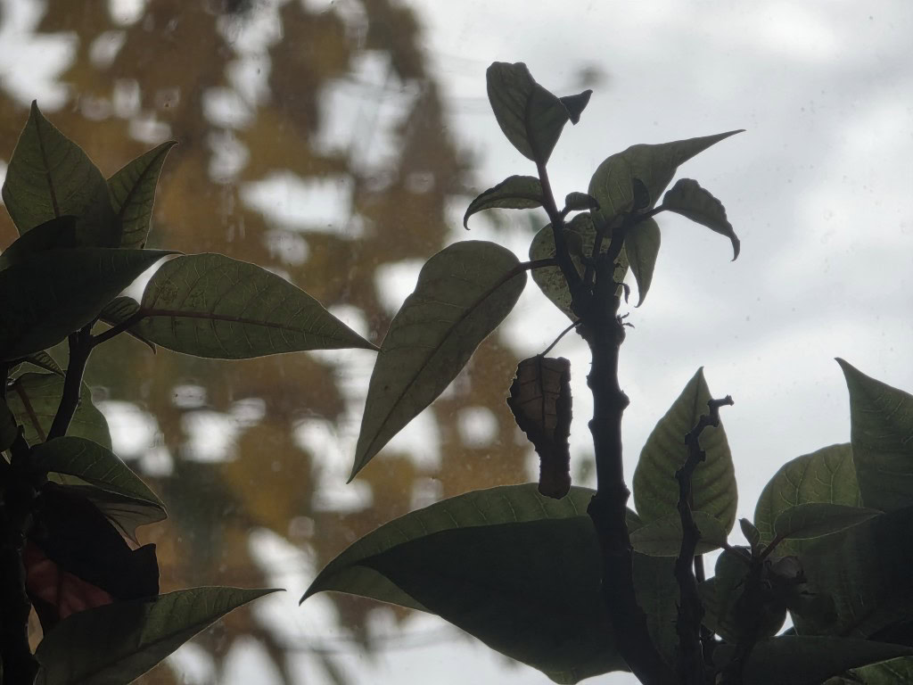 Galaxy S25 Ultra deixa protetor de lente barato