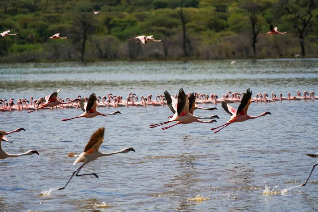 Como conhecer as fontes termais e os flamingos do Lago Bogoria