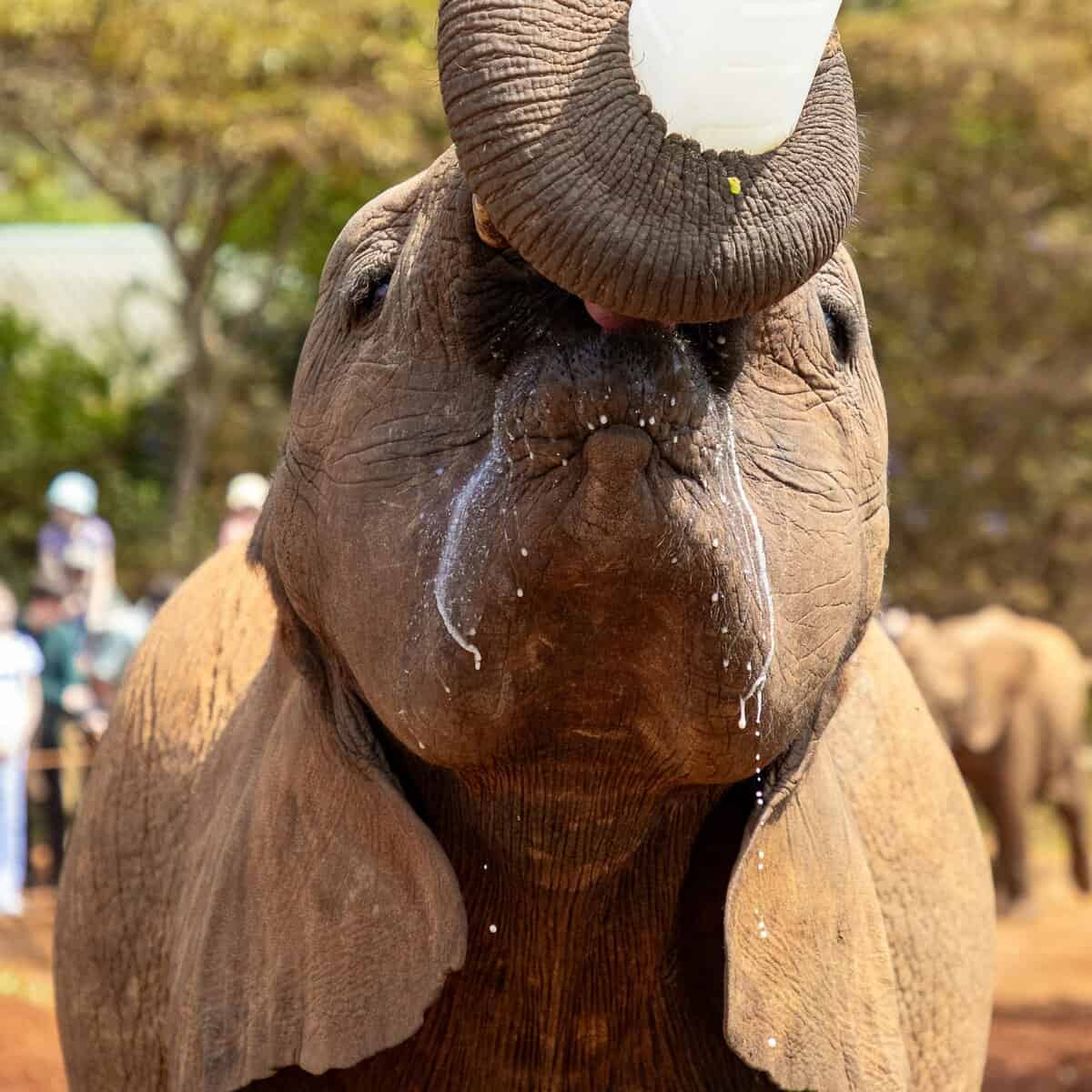 Visite o David Sheldrick Wildlife Trust durante sua viagem de um dia em Nairobi, Quênia