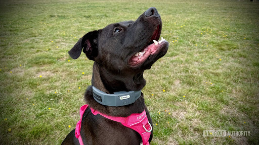 A melhor tecnologia para animais de estimação que você pode comprar em 2025: principais opções para amantes de animais com qualquer orçamento