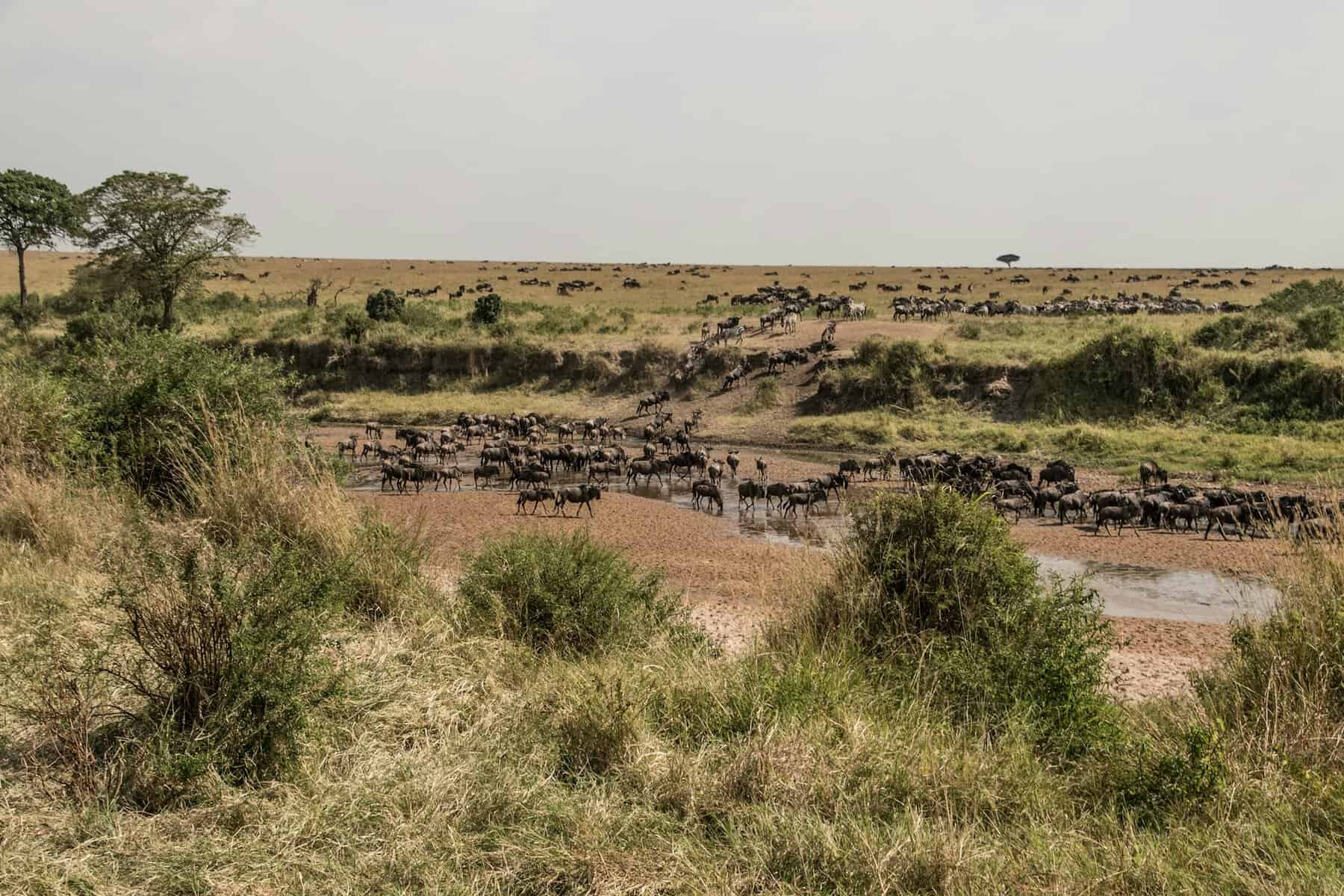 A Grande Migração em Masai Mara, Quênia