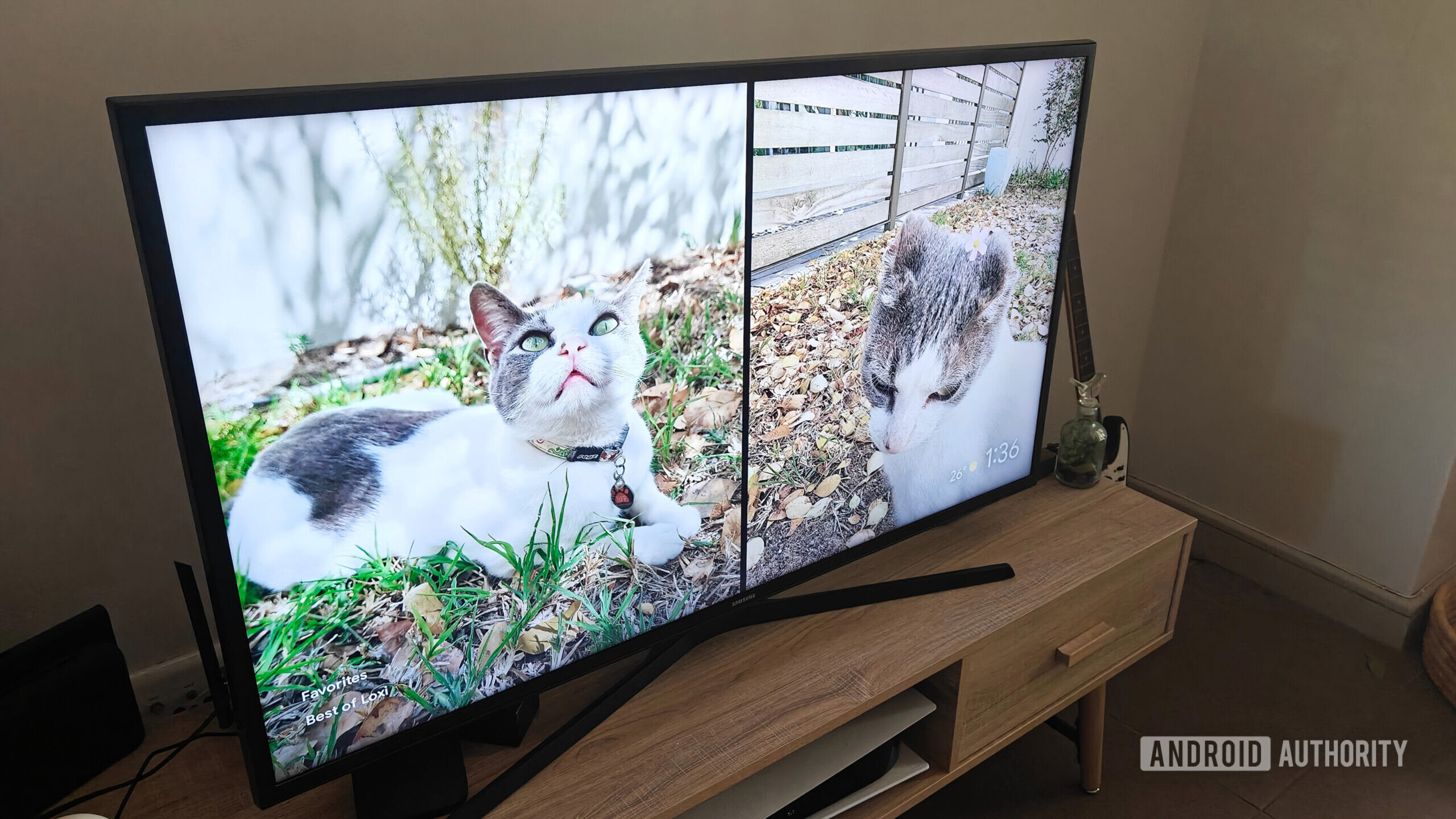 imagens de um gato na tela da TV imagens de um gato na tela da TV
