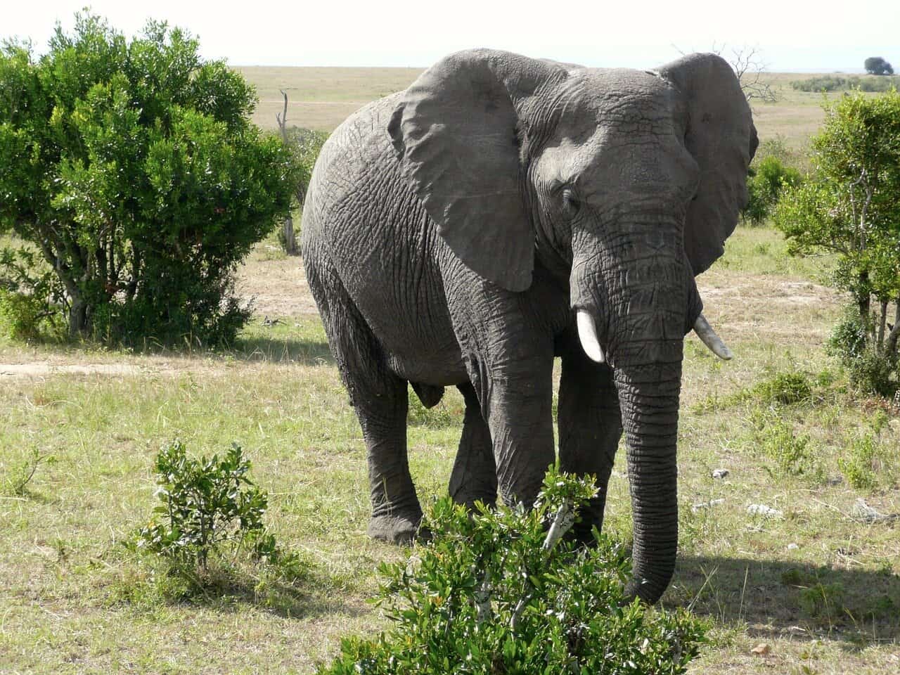 Elefante na Reserva Nacional Maasai Mara