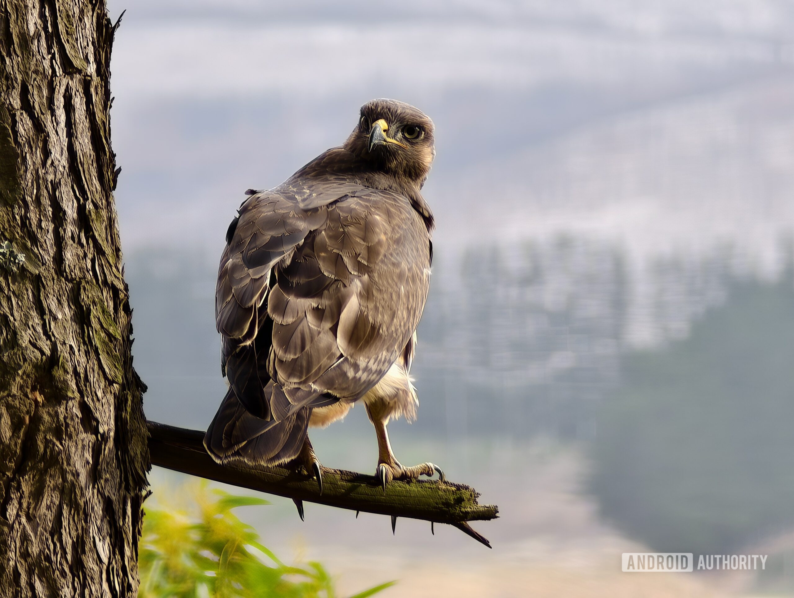 amostra de teleconversor ultra vivo x200 andy 7