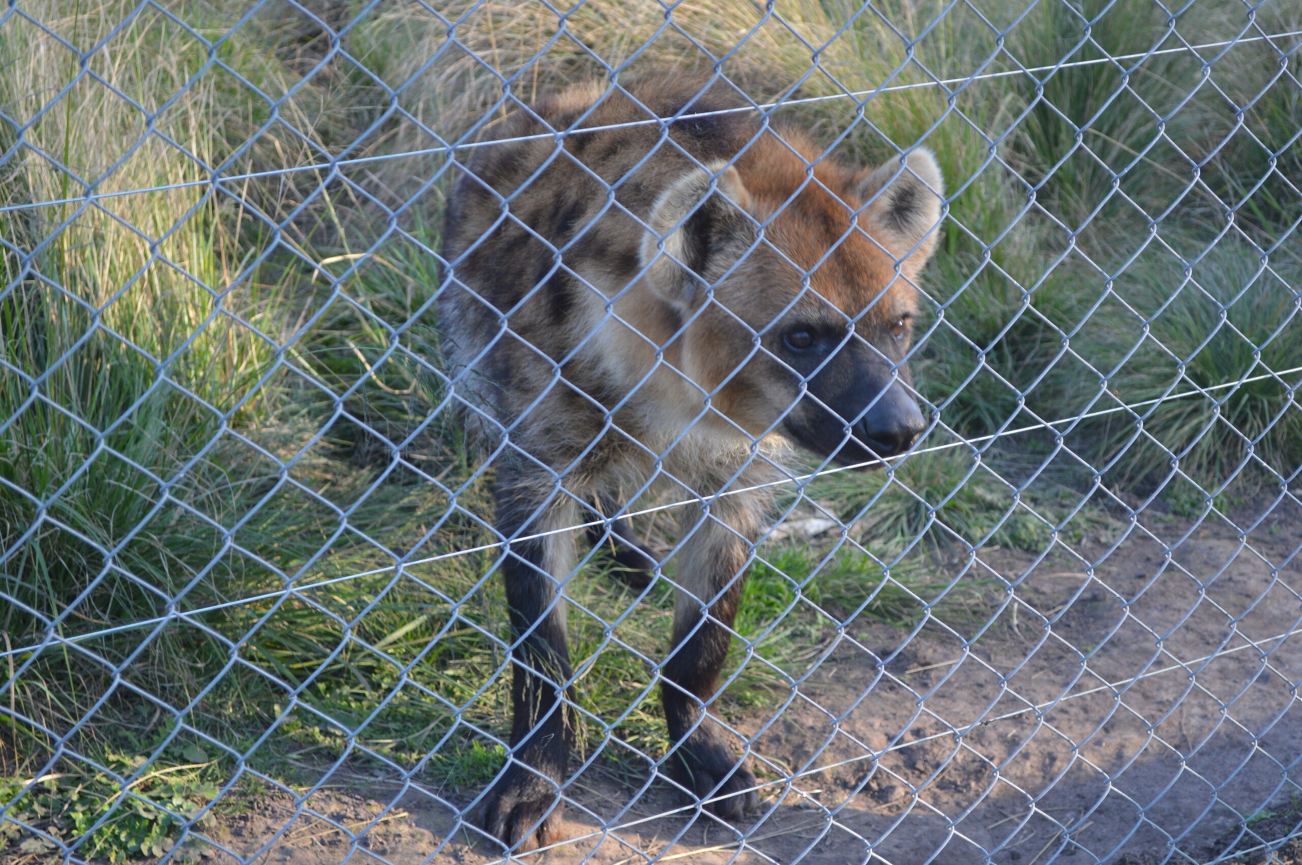 hiena manchada atrás de uma cerca