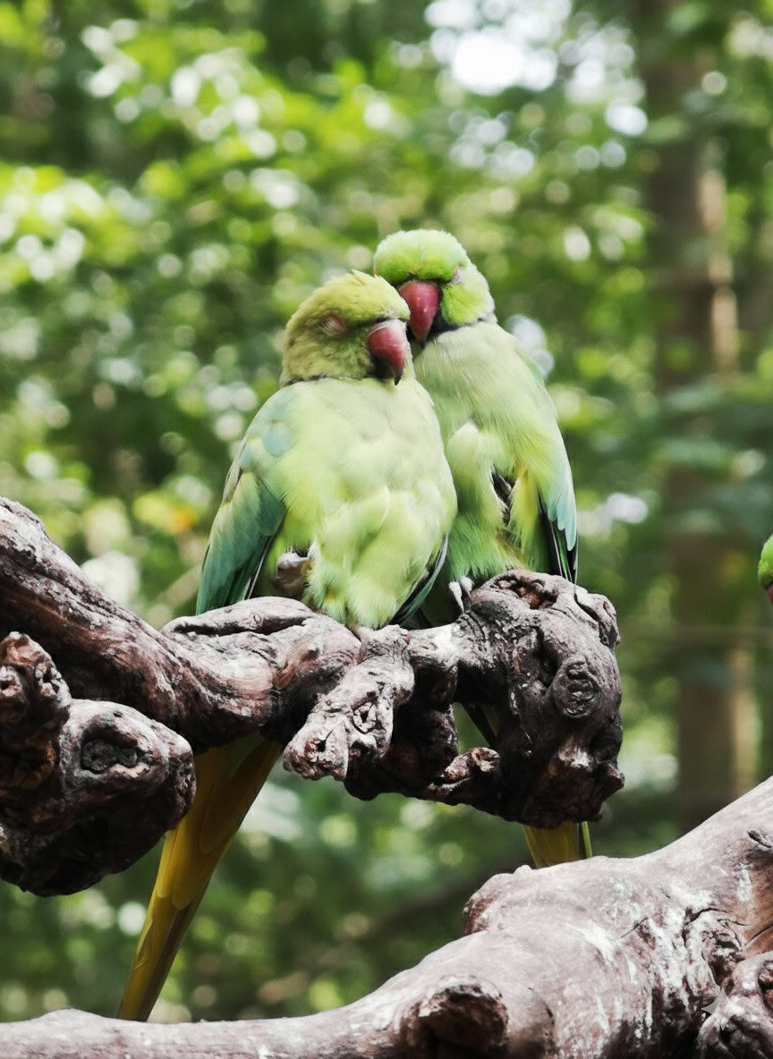 imagem gerada por gemini com recinto removido atrás dos pássaros