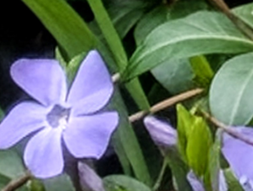 Pixel 10 Pro XL 30x Pro Res Zoom Flor