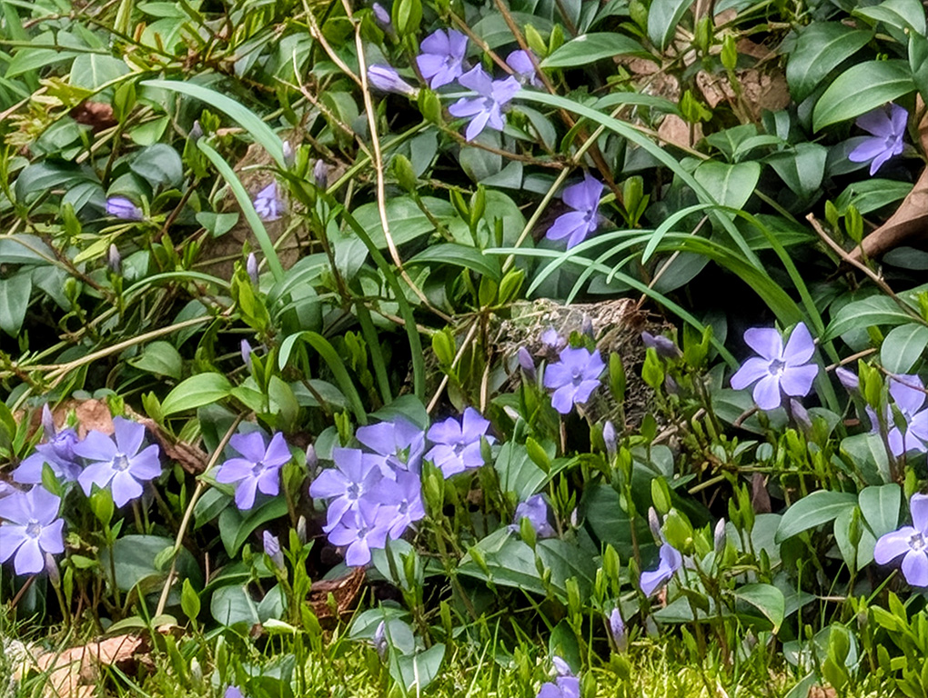 Pixel 10 Pro XL 30x Pro Res Zoom Flor COMPLETA