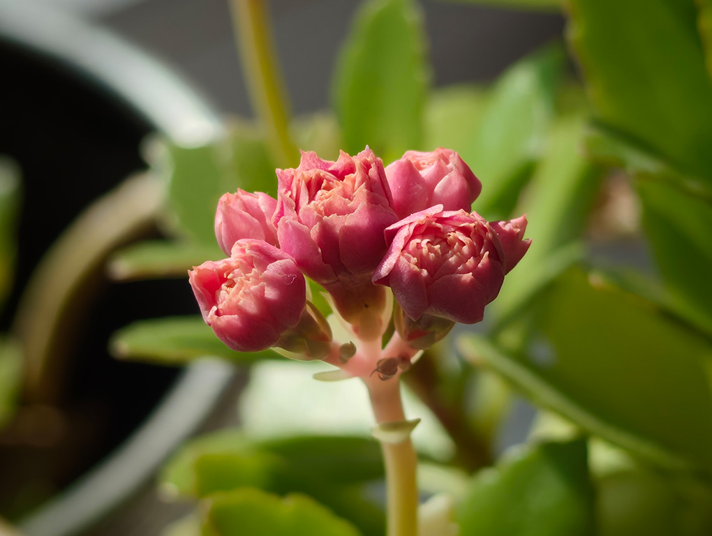 Xiaomi 17 Ultra 4 macro 6x