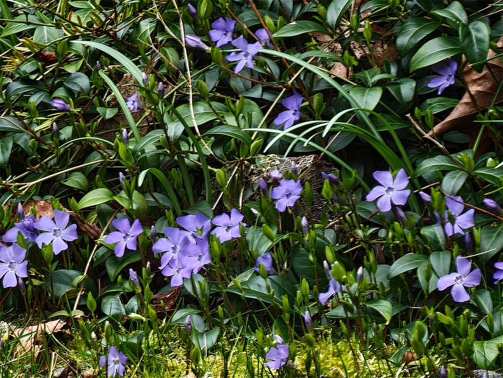 Xiaomi 17 Ultra 30x Pro Res Zoom Flor COMPLETA