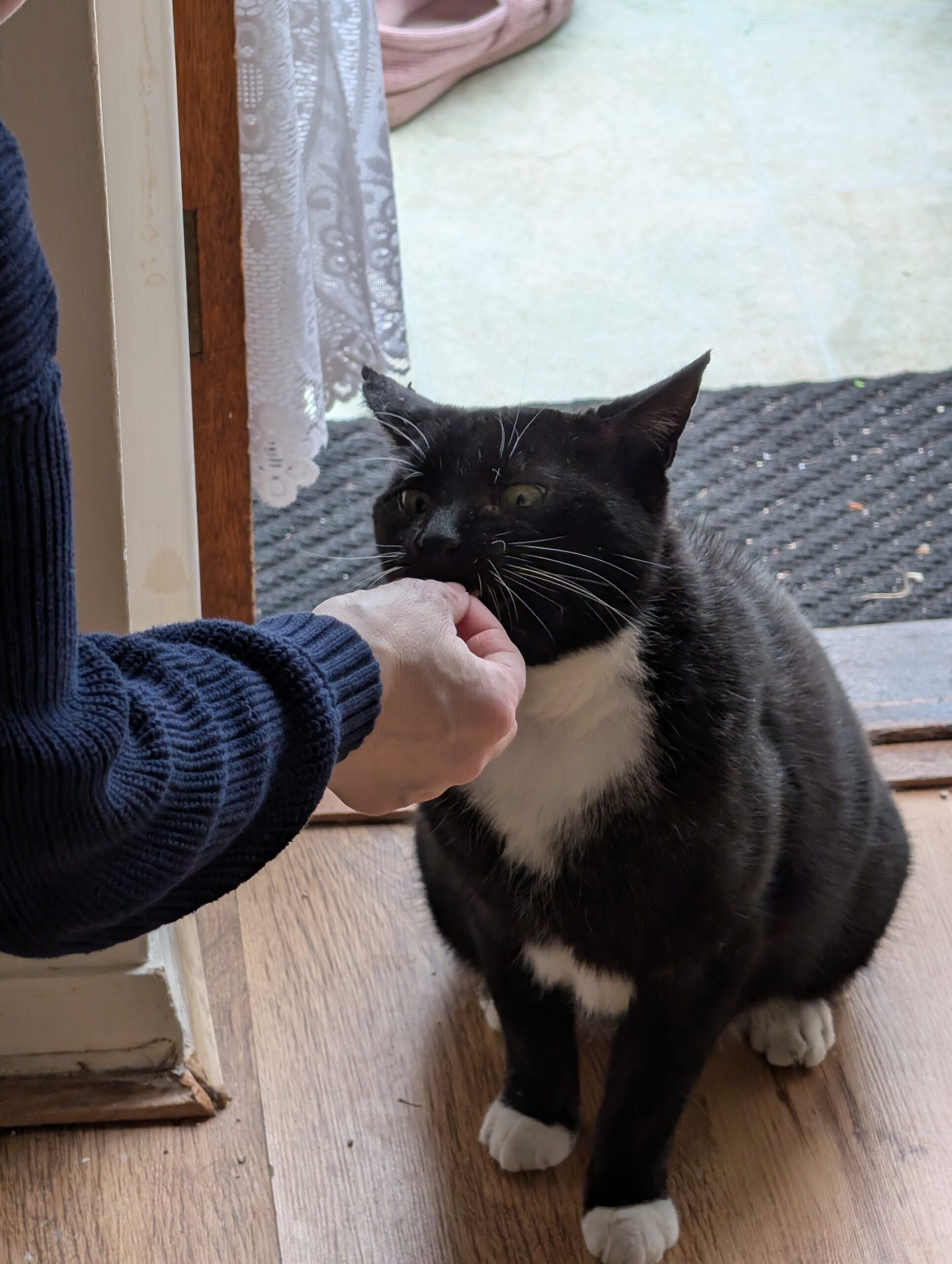 bandido kew denniss (1)