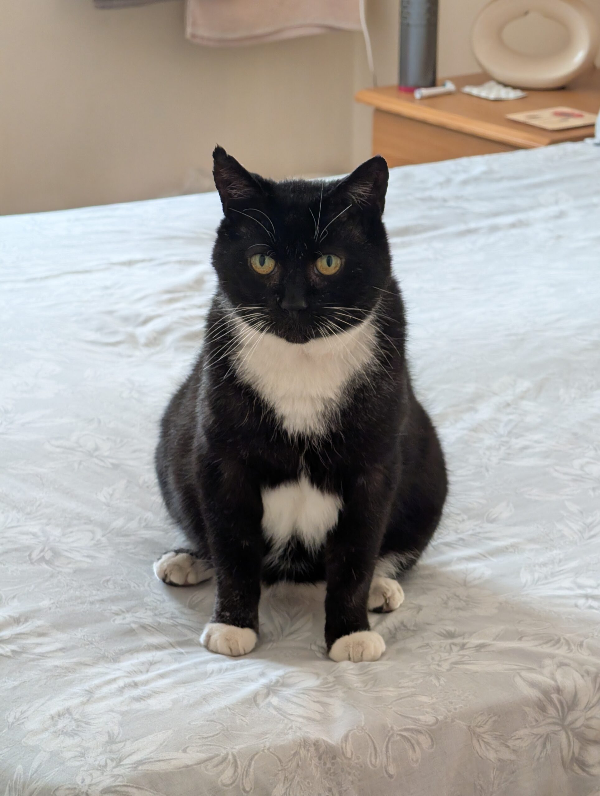 bandido kew denniss (2)